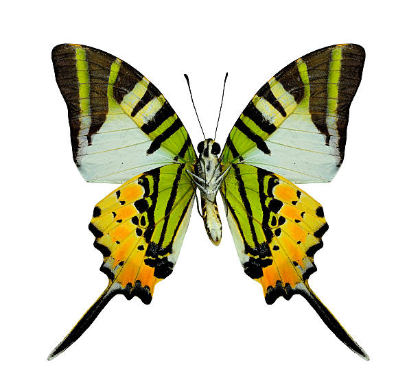 istock Beautiful Fivebar Swordtail Butterfly lower wing profile in natu 533331587