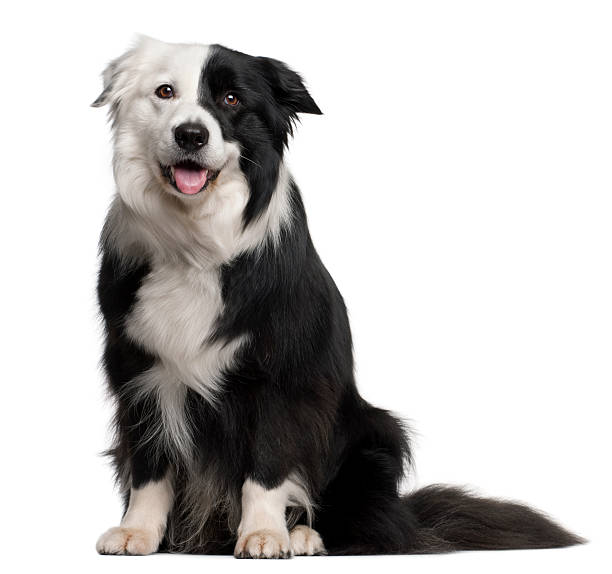 istock Border Collie, 8 and a half years old, sitting 533331898