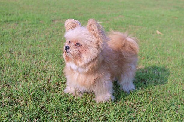 istock Cute Dog Playing in the Garden 533333259