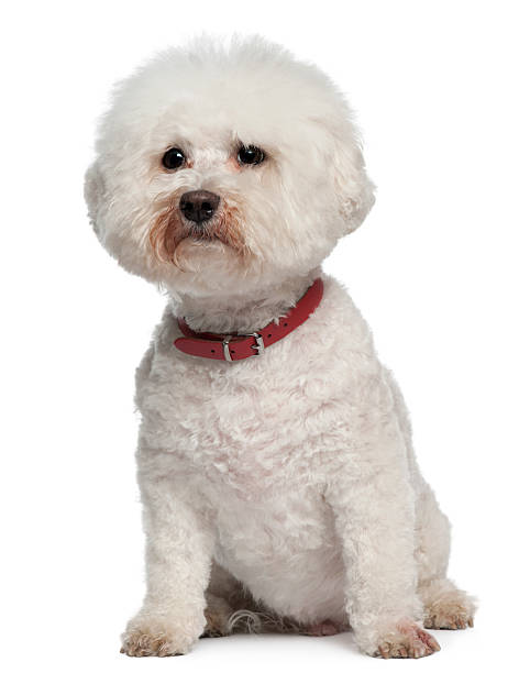 istock Bichon Frise, 13 years old, sitting 533333444
