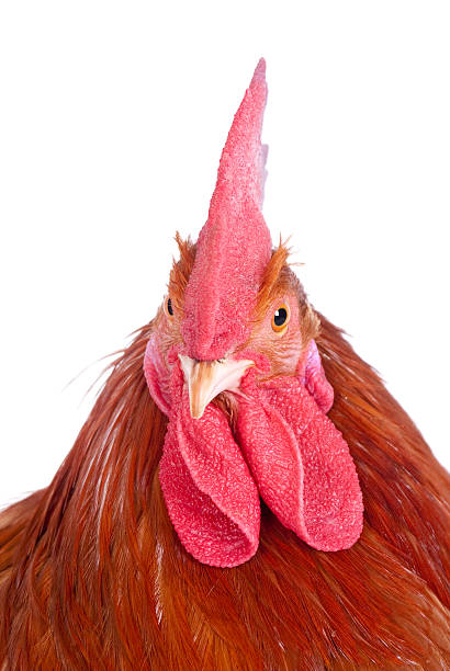 istock Portrait of a rooster 533333477