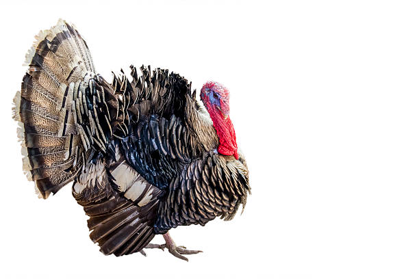 istock turkey-cock on isolated white background. 533333605