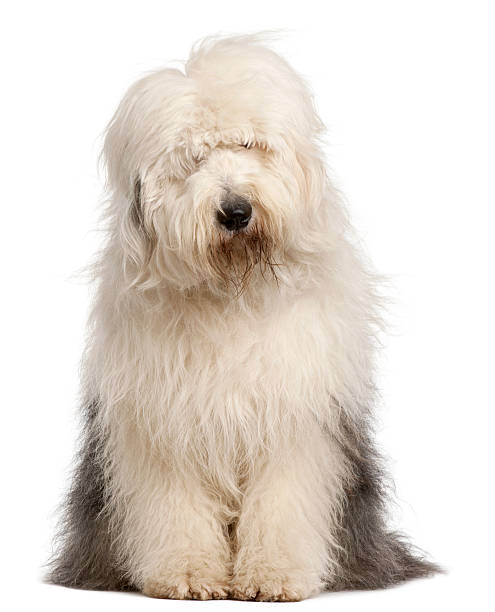 Old English Sheepdog, 2 and a half years old, sitting Old English Sheepdog, 2 and a half years old, sitting in front of white background shaggy fur stock pictures, royalty-free photos & images