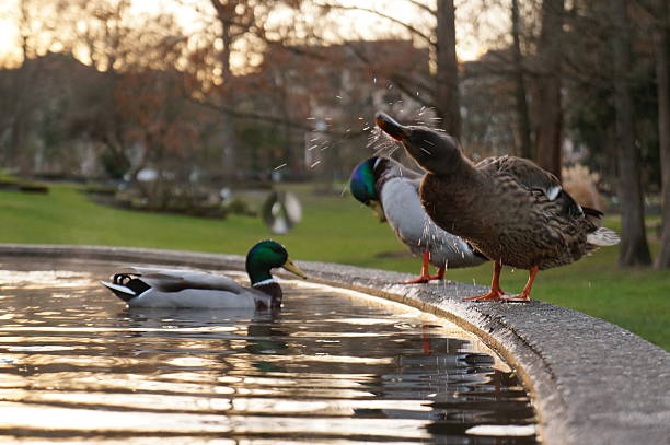 istock Duck in a Pond after a swim 533334936