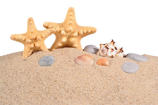 istock Starfishs and seashells in a beach sand on a white 533335558