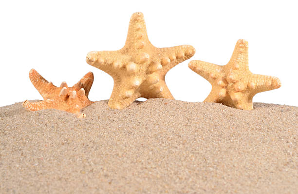 istock Starfishs in a beach sand on a white 533335602