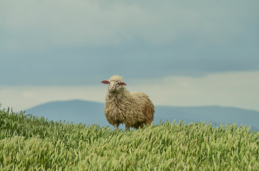 lamb on a background of sky and fields