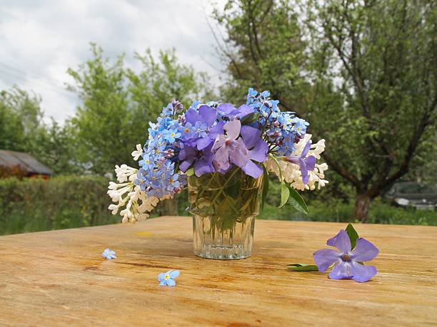 Beautiful blue flower periwinkle on white background