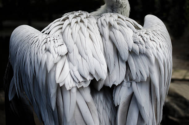 istock gray bird wings, feathers, birds back 533336438