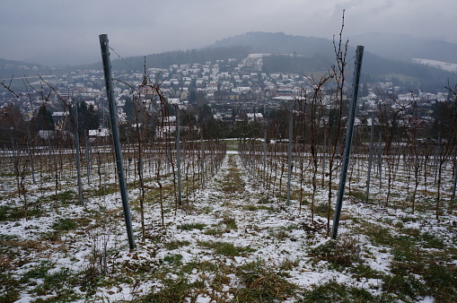 Winter vineyards Freiburg, Germany