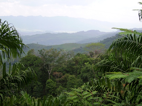 Chiapas lush tropical rainforest panoramic view, Mexico.