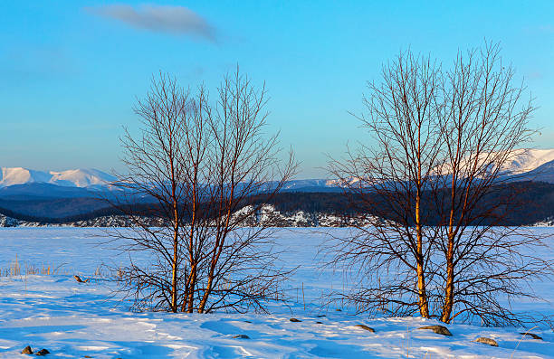 istock Lonely tree on the island Lohmaty 533337298