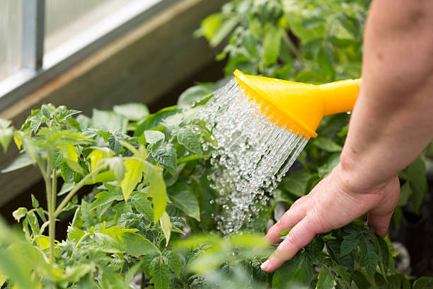 istock Watering can watering young plants 533337566