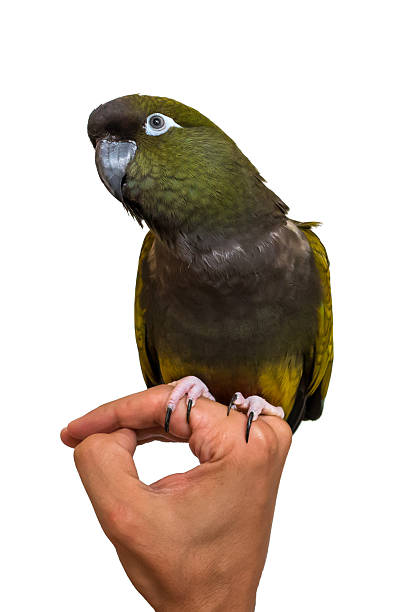 istock Green burrowing parrot sitting on a hand 533337670