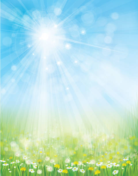 Vector nature background. Vector landscape with chamomiles and dandelions on sunshine, blue sky background. spring backgrounds stock illustrations