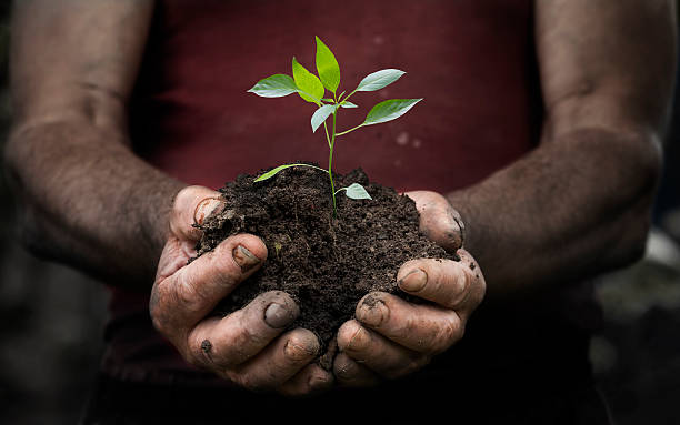 istock workers hands with a handful of peasant land 533340172