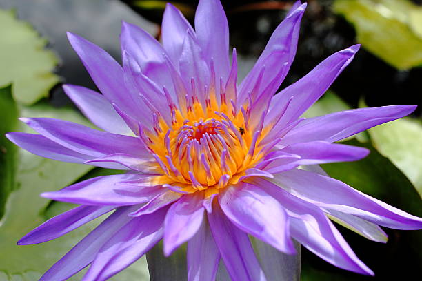 istock Blooming King of Siam Water lily 533340778