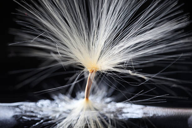 istock close up of dandelion background. 533341824