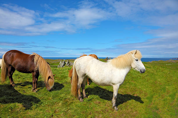 istock Herd of beautiful horses 533342454