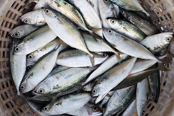 istock fresh fish in market 533342566