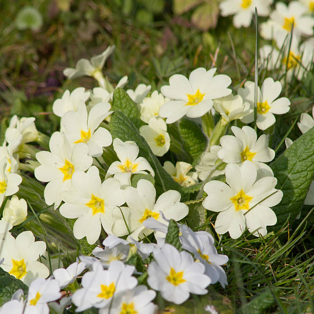 istock Yellow flowers Primroses (Primula Vulgaris) on a bed 533343250