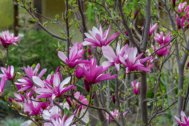 istock Magnolia flowers on some branch 533343314