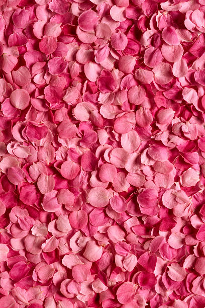 sfondo di petali di rosa - petalo di rosa foto e immagini stock