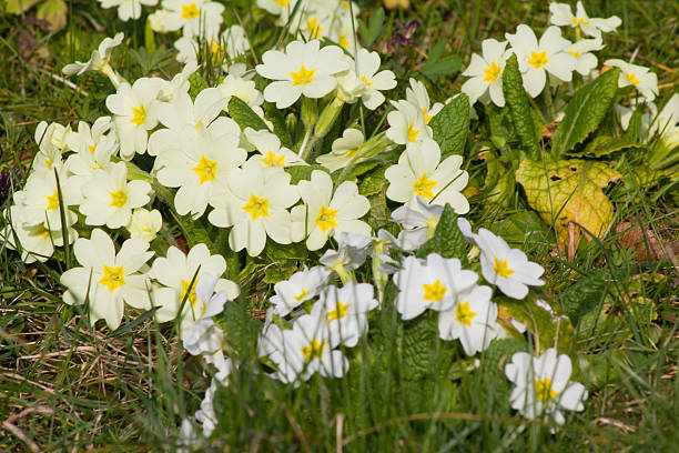 istock Yellow flowers Primroses (Primula Vulgaris) on a bed 533343904