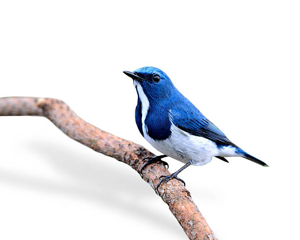 istock Beautiful Blue Bird, Ultramarine Flycatcher, perching on branch 533344239