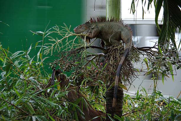 istock Iguana in Costa Rica 533344381
