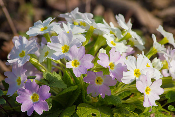 istock White and purple flowers Primroses (Primula Vulgaris) on a bed 533344710