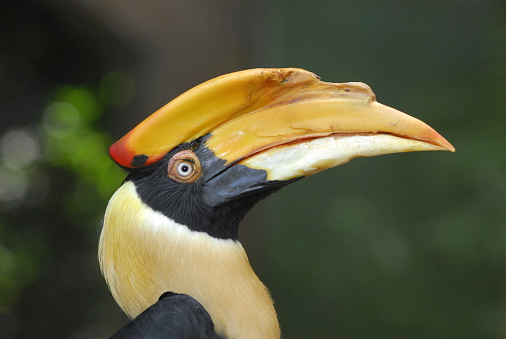 Hornbill's head with detail enough for eyelashes to be visisble