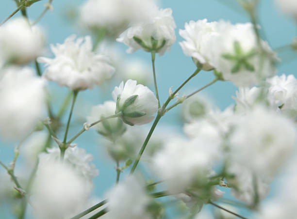 istock White flower on blue background. Soft focus. 533345137
