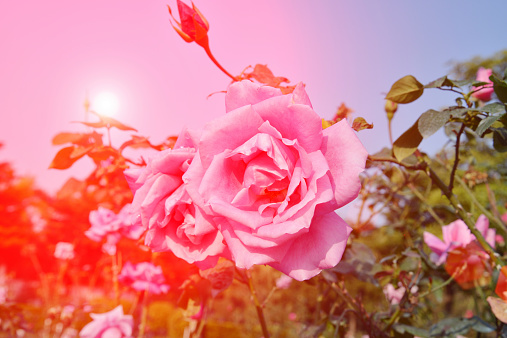 Rose flower garden in morning sunshine.