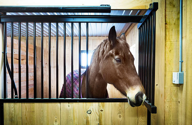 istock Horse peeking out of his stall 533345505