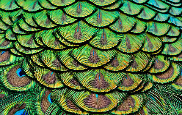 istock Colorful of Peacock feathers in luminous for design and texture 533345509