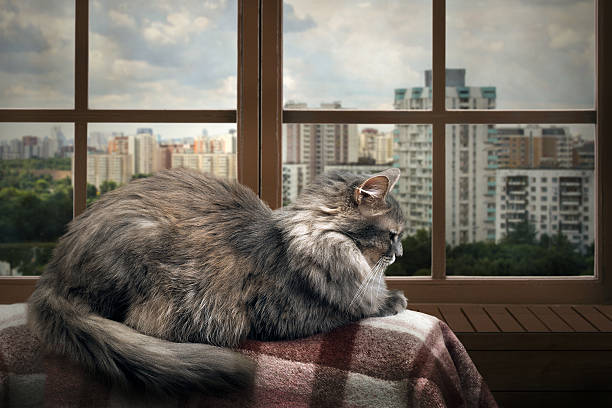 istock Cat on a balcony, lies on the plaid 533345738