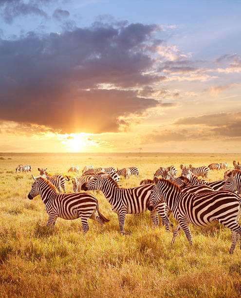 zebre al mattino - masai mara national reserve sunset africa horizon over land foto e immagini stock