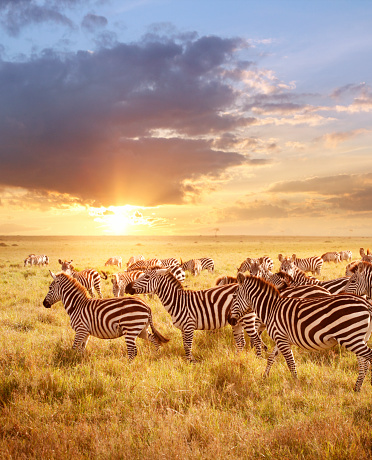 Giraffes and zebras in the African savanna at sunset. Serengeti National Park. Tanzania. Africa.