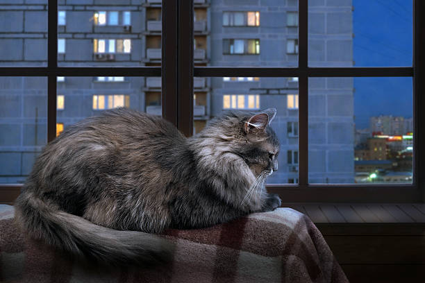 Cat on a balcony, lies on the plaid