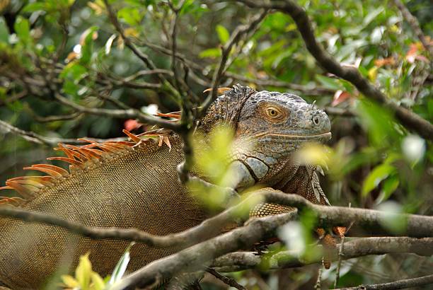 istock Iguana in Costa Rica 533346149