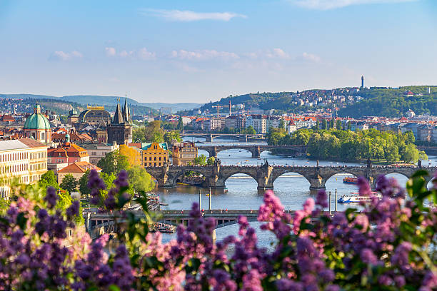 le buisson de lilas en fleurs sur rivière vltava, le pont charles - prague czech republic charles bridge bridge photos et images de collection