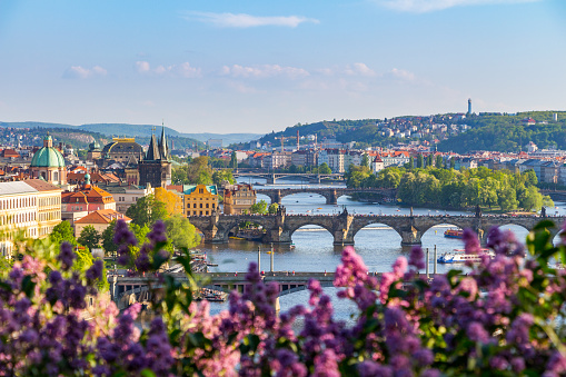 The blooming bush of lilac against Vltava river and Charles bridge, Prague