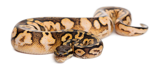 650+ Are Ball Pythons Poisonous Stock Photos, Pictures & Royalty-Free ...