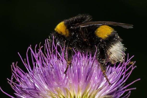 istock Bumblebee on a Carduus flower 533346341