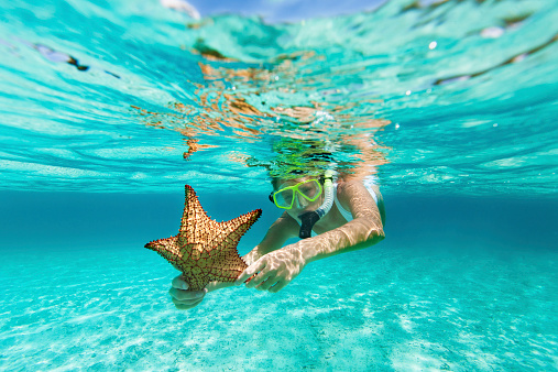 young woman in white swimsuit with snorkel and mask snorkeling with an alive starfish in the Caribbean waters