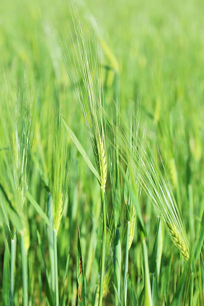 istock Green wheat field, outdoors 533346740