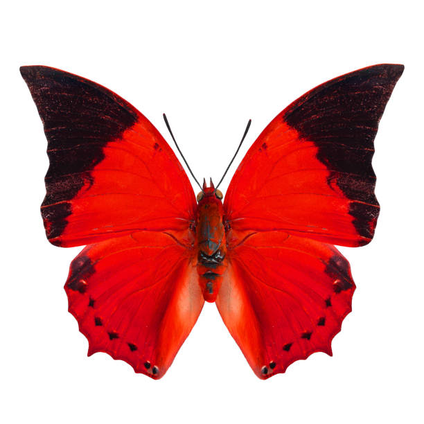 mejor de mariposa rojo aislado sobre fondo blanco - lime butterfly fotografías e imágenes de stock