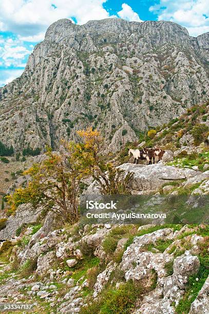 Two Goats In Mountains Stock Photo - Download Image Now - 2015, Agriculture, Animal