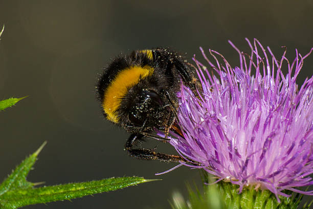 istock Bumblebee on a Carduus flower 533347171